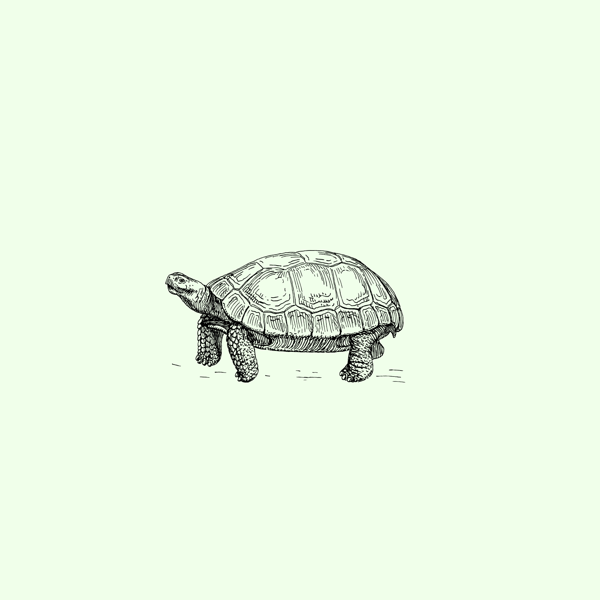mailturtle logo